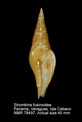 Strombina fusinoidea (2).jpg - Strombina fusinoideaDall,1916